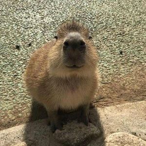 Meet your Posher, Mariangel